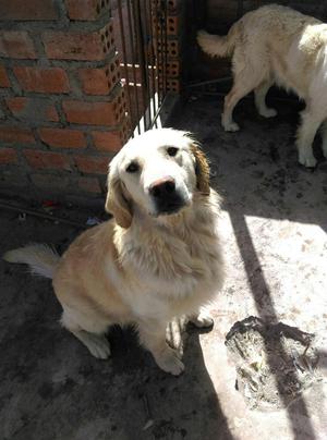 Doy en Adopcion