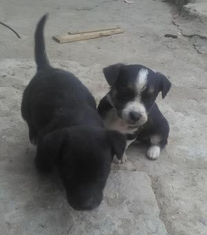 Doy en adopcion cachorros raza pequeña