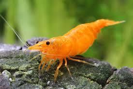 GAMBAS ORANGE