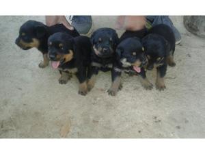 HERMOSOS CACHORROS ROTTWEILER