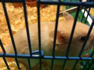 Hamster sirio con accesorios