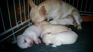 Hermosos Chihuahuas Minitoy Blancos