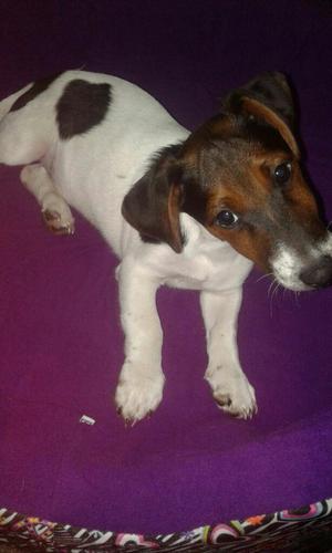 Jack Russel.. Tiene Casi Tres Meses,