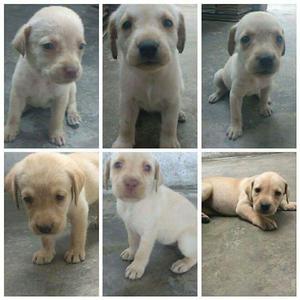 LABRADOR CACHORRAZOS