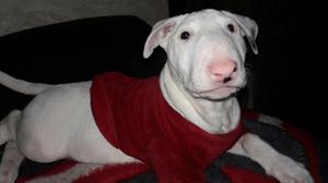 Linda Cachorra Bull Terrier