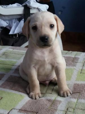 Lindos Labradores