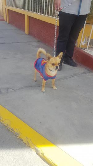 Monta Chihuahua 100