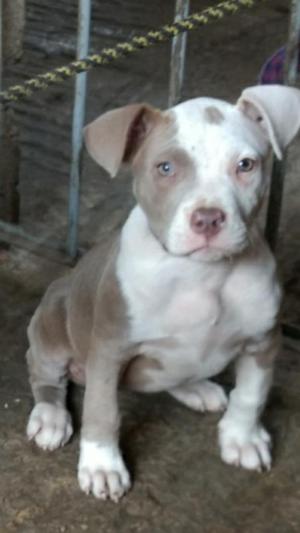 Pitbull Red Nose Silver Fawn