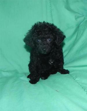 Poodle Minitoy Hermosos Cachorritos