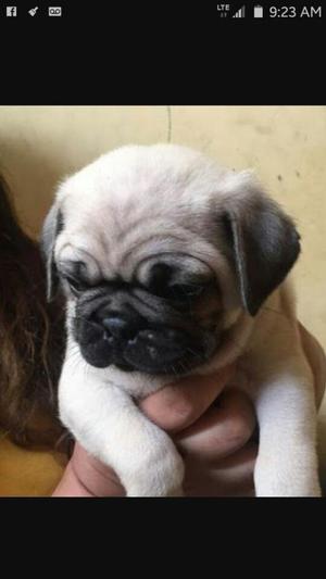 Pug Carlineo