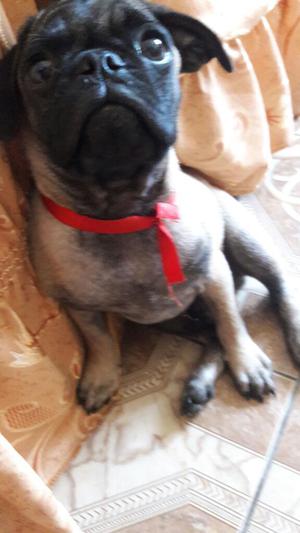 Pug D 6 Meses