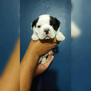 Remate American Bully Look Exotic