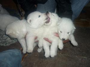 SAMOYEDO BIEN FINOS