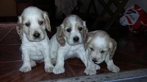 SE VENDEN 2 HERMOSOS CACHORROS COCKER INGLES