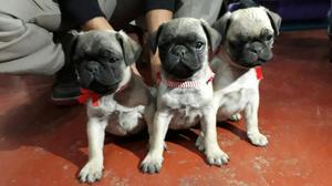 Se Pone a La Venta Lindos Pug Carlino