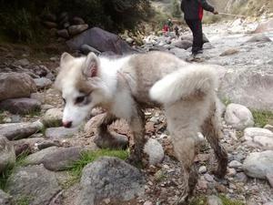 Se Vende Cachorro Samoyedo Husky