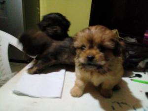 Se Vende Perritos Shitzzu