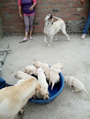 Se Venden Perros Labradores Raza Pura