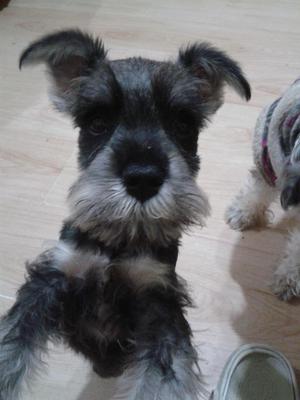 VENDO CACHORROS SCHNAUZER SAL Y PIMIENTA LEGITIMA