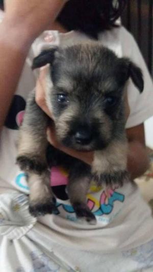 VENTA DE CACHORROS SCHNAUZER