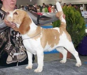 Vendo Beagle Hembra Bicolor con Pedigre