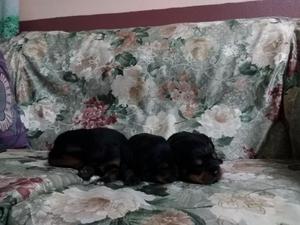 Vendo Cachorros Rottweiler