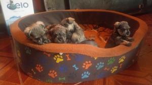 Vendo Cachorros Schnauzer