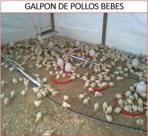 Vendo Inplementos para Pollos Y Otros