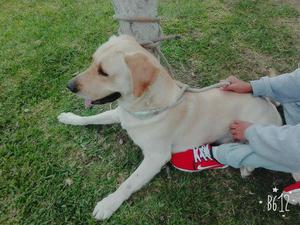 Vendo Mi Perro Labrador