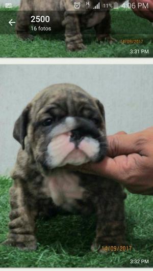 Venta de Bulldog Ingles