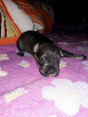 Venta de Schnauzer