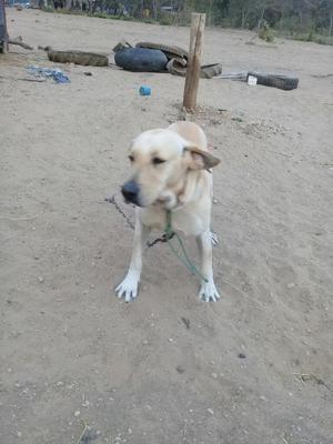 Vusco Una Perrita Labrador en Adopción P