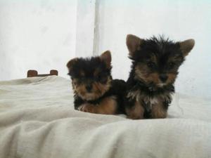 Yorkshire Terrier Bellos Cachorritos