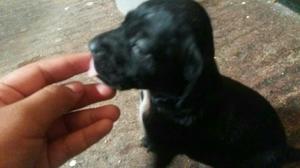 en Adopción Cruce Coker con Labrador
