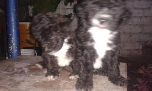 hermosos perros POODLE negritos