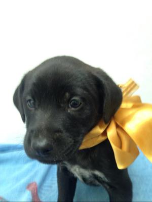 Adopcion Labrador