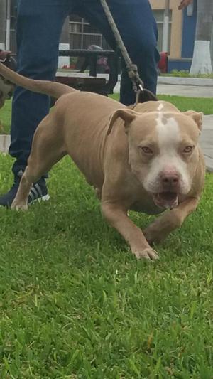 American Pitbull Red Nouse Monta Bully