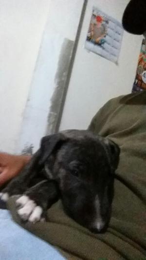 Cachorro Bull Terrier Atigrado en Venta