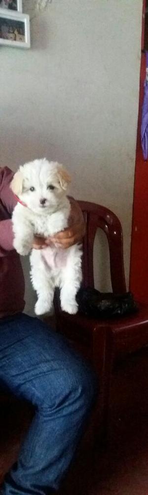 Cachorro Maltes Blanco, Raza Pura