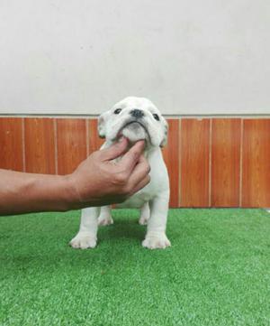 Cachorros Bulldog Ingles machos