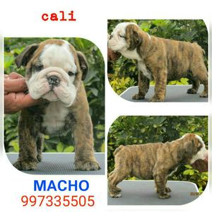 Cachorros Machos Bulldog Ingles