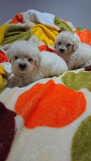 Cachorros Poodle