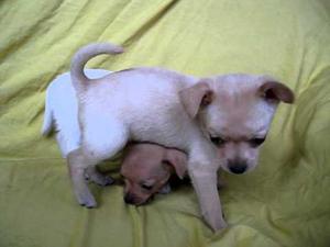 HERMOSOS CHIHUAHUAS TOY