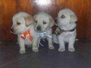 LABRADOR HERMOSOS CACHORROS FINOS