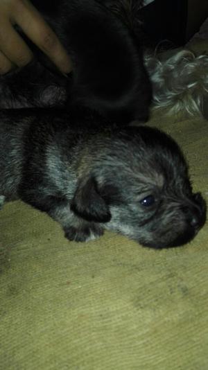 Perritos Schnauzer en Venta