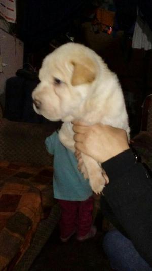 Sharpei