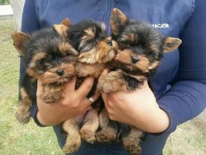 VENDO CACHORROS YORKSHIRE TERRIER TOY MADRE Y PADRE MANTO