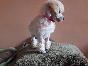 Vendo Cachorra Poodle