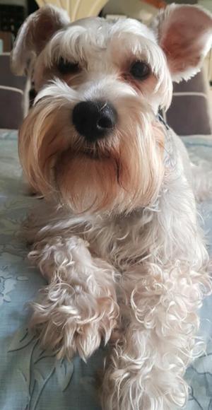 Vendo Hermosa Cachorrita Schnauzer