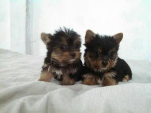 Yorkshire Terrier Finos Cachorritos